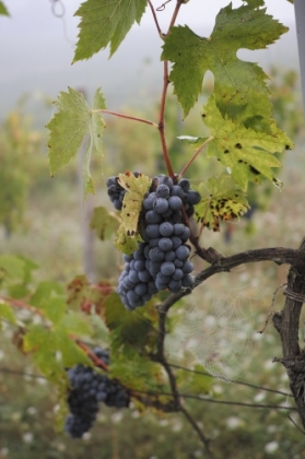 Wine_production_Tuscany