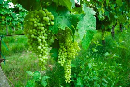 Wine_production_Tuscany