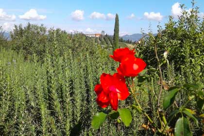 Charming_Farm_Holidays_Tuscany