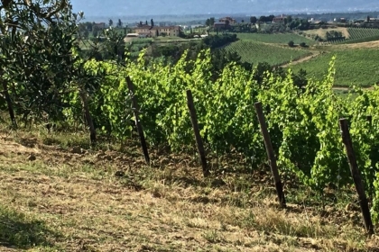 Wine_production_Tuscany