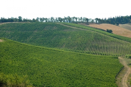 Wine_production_Tuscany