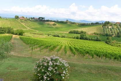 Wine_production_Tuscany